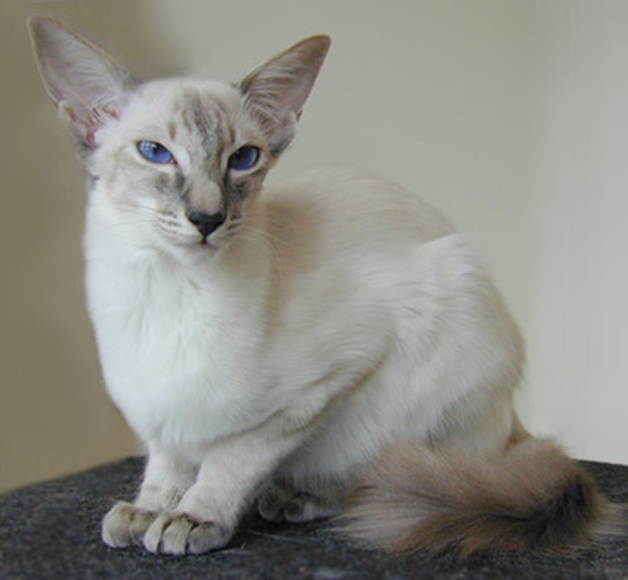 Балинезийская гипоаллергенная кошка