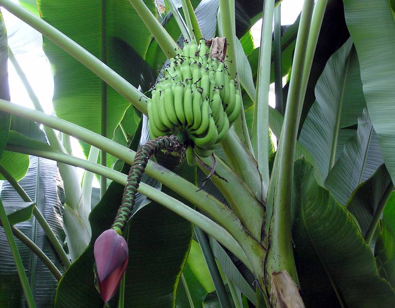 File:Banana.plant.kewgardens.arp.jpg