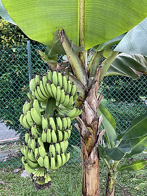 Banana plant, Singapore.jpg