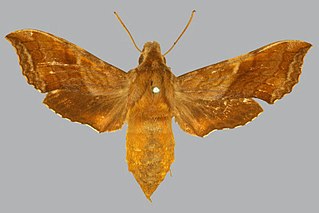 Basiothia aureata Species of moth