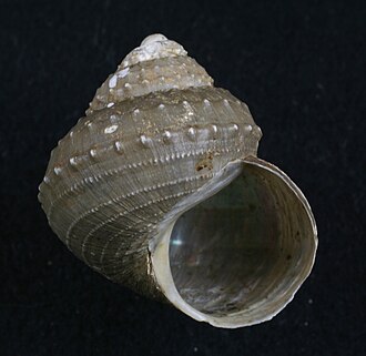 Apertural view of shell of Bathybembix bairdii (Dall, 1889) Bathybembix bairdii 2.jpg