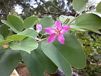 Bauhinia variegata at Courtallam