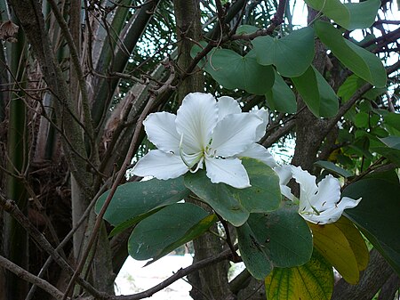 Tập_tin:Bauhinia_variegata_0004.jpg