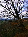 Beech Tree - panoramio.jpg