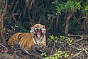 Bengal Tiger yawning in Sundarban.jpg