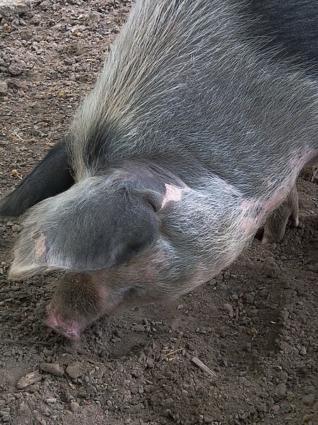 File:Bentheimer Landschwein Kopf Tierpark Bretten.JPG