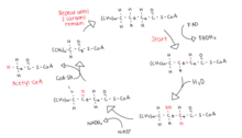 O processo de beta-oxidação de uma molécula de Acil-CoA ativada.