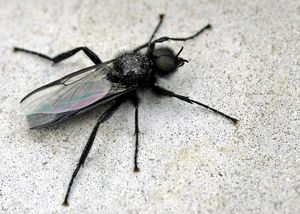 March fly (Bibio marci), male