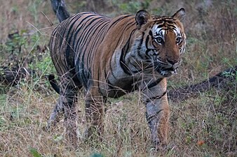 Male tiger (Panthera tigris tigris)