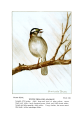 Zonotrichia albicollis (common: White-throated Sparrow) Plate XLVI in: Bird-Life, Teachers Manual, 1899