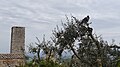 Bird of Tuscany-San Gimignano.jpg