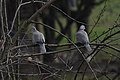 Birds of Styria Ringeltaube Pigeons 02.jpg