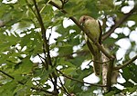 Thumbnail for File:Black-billed Cuckoo - 48718563321.jpg