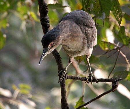 Fail:Black-crowned_Night_Heron_I_IMG_0334.jpg