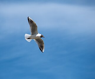 Black-headed Gull (Chroicocephalus ridibundus) nearby the Larnaca Pier, Cyprus