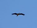 Black Stork. Ciconia nigra (32244522634).jpg