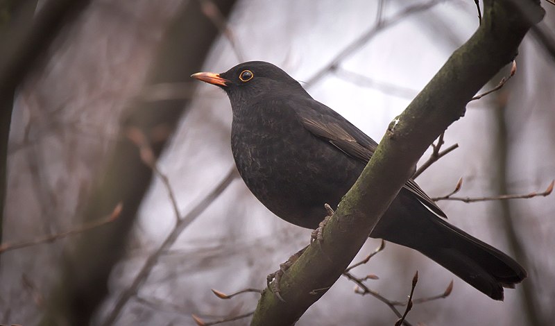 File:Blackbird (51038468318).jpg