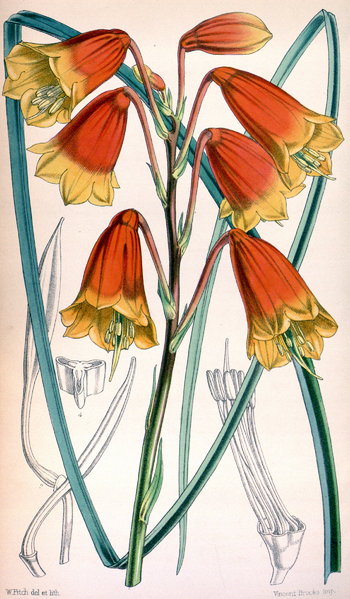 File:Blandfordia grandiflora CBM.png