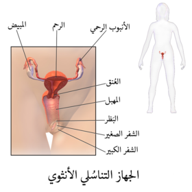 تتكون الخلايا الجنسية في الجهاز التناسلي الذكري فقط