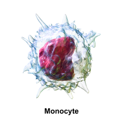 Monocyte.