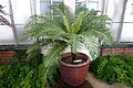 Blechnum brasiliense - Longwood Gardens - DSC01168.JPG