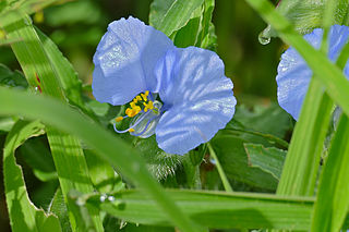 <i>Commelina eckloniana</i> Species of flowering plant