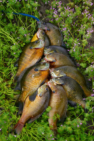 <span class="mw-page-title-main">Woodrum Lake Wildlife Management Area</span> State Wildlife Management Area in Jackson County, West Virginia