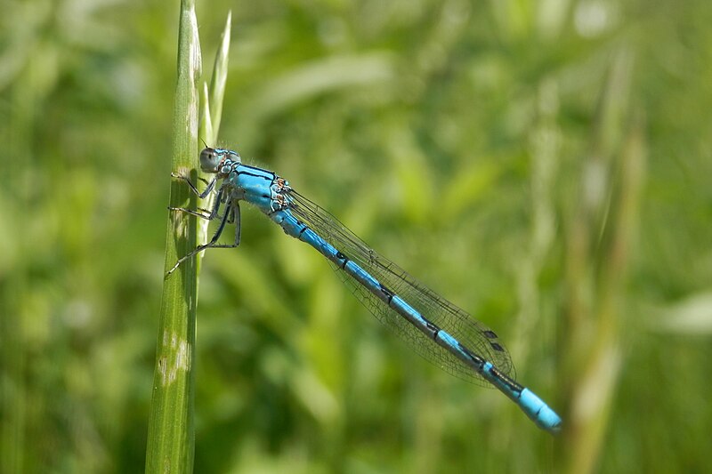 File:Bluet (Enallagma sp.) - Guelph, Ontario 2014-06-09 (01).jpg