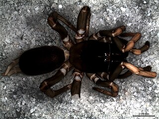 <i>Bolostromus</i> Genus of spiders