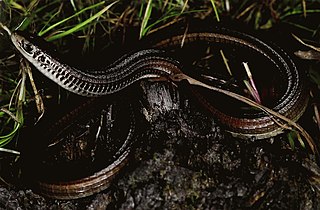 <i>Tetradactylus ellenbergeri</i> Species of lizard