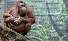 Bornean Orangutan mother and baby, Seneca Park Zoo