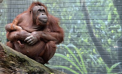 Bornean Orangutan mother and baby, Seneca Park Zoo.JPG