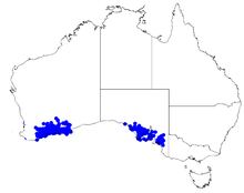 Boronia inornata DistMap63.png