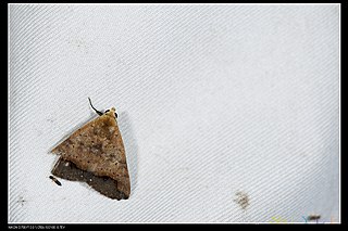 <i>Bocula xanthostola</i> Species of moth