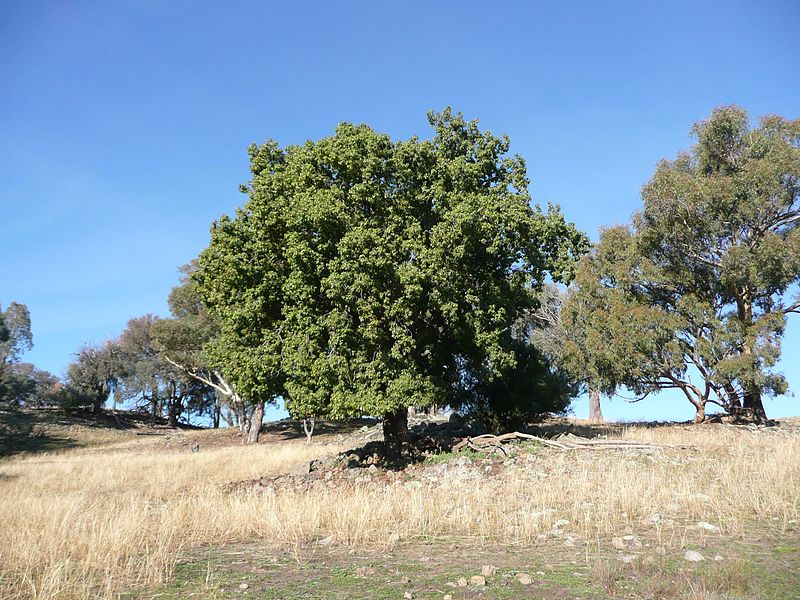 File:Brachychiton populneus tree (2).jpg