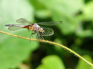 Rufous Backed Marsh Hawk Brachydiplax chalybea male