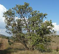 B. discolor var. rotundata