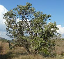 Brachylaena rotundata, габитус, Phalandingwe.jpg