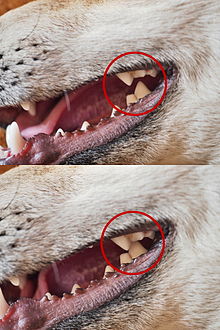 Location of a dog's carnassials; the inside of the 4th upper premolar aligns with the outside of the 1st lower molar, working like scissor blades. Brechschere-Hund.jpg