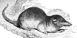 The white-toothed shrews or Crocidurinae are one of three subfamilies of the shrew family Soricidae.