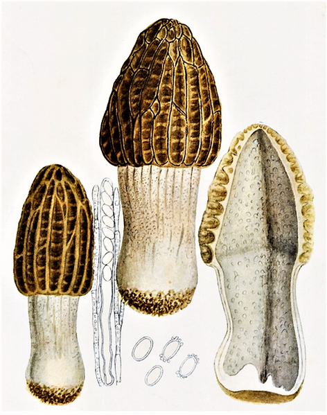 File:Bresadola - Morchella elata.png