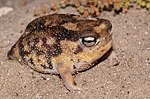 Thumbnail for Namaqua rain frog