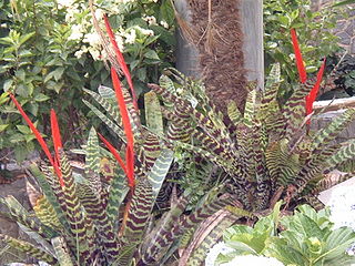 <i>Vriesea splendens</i> Species of epiphyte