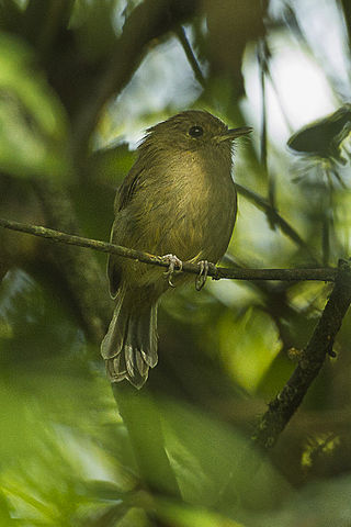 <span class="mw-page-title-main">Brown-breasted bamboo tyrant</span> Species of bird