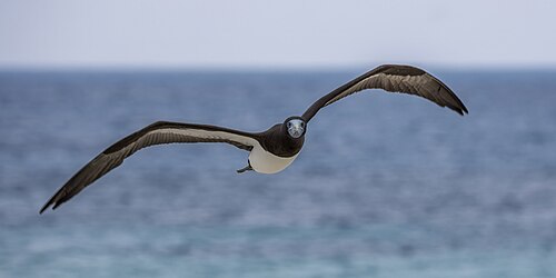 Brown booby (Sula leucogaster plotus) male over Michaelmas Cay, Queensland