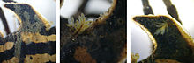 Three species of moss on P. bryophorus Bryophytes on Psammodesmus bryophorus.jpg