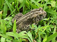 In Missouri Ozarks Bufo fowleri, Missouri Ozarks.JPG