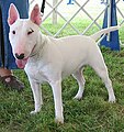 Bullterrier fajtájú kutya, fehér színű, a fül belseje és az orr hegye rózsaszín, az orr fekete.