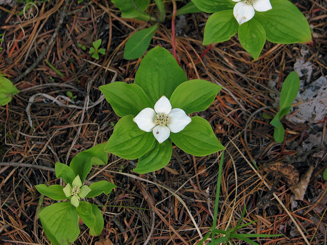 Cornus canadensis