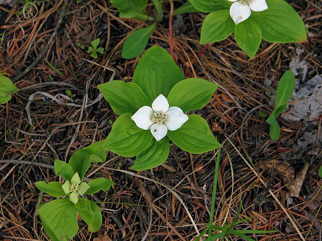 File:Bunchberry_plants.jpg